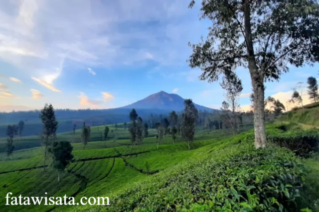 4 Kebun Teh di Garut yang Paling Bersejarah dan Populer